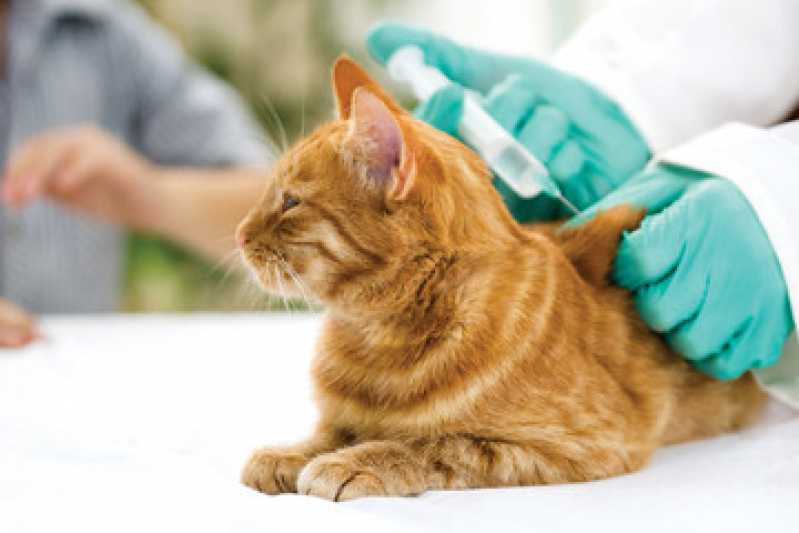 Onde Tem Vacina de Gato V4 Vila Buarque - Vacina da Raiva para Gato