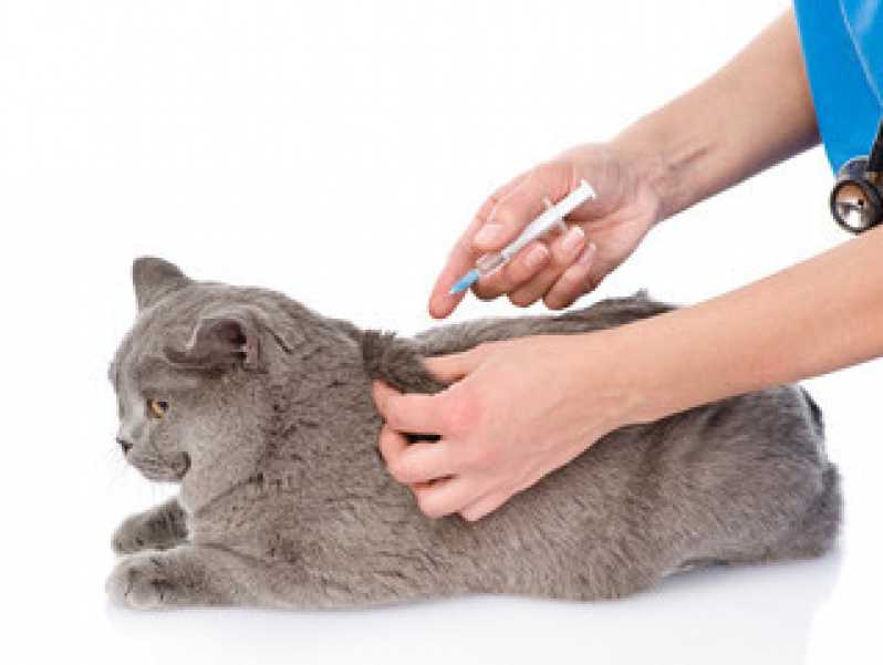 Onde Tem Vacina de Gato V5 Bom Retiro - Vacina Antirrábica para Gato