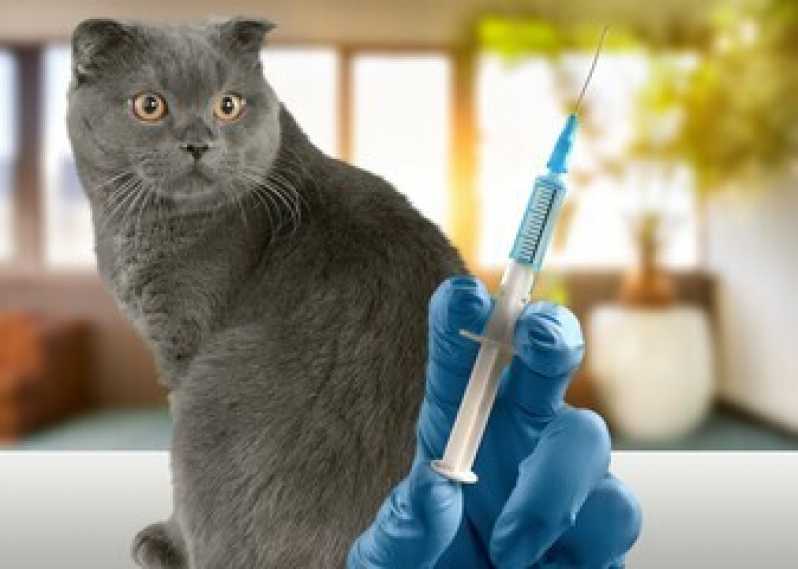 Onde Tem Vacina para Filhote de Gato Santana - Vacina para Raiva Gato