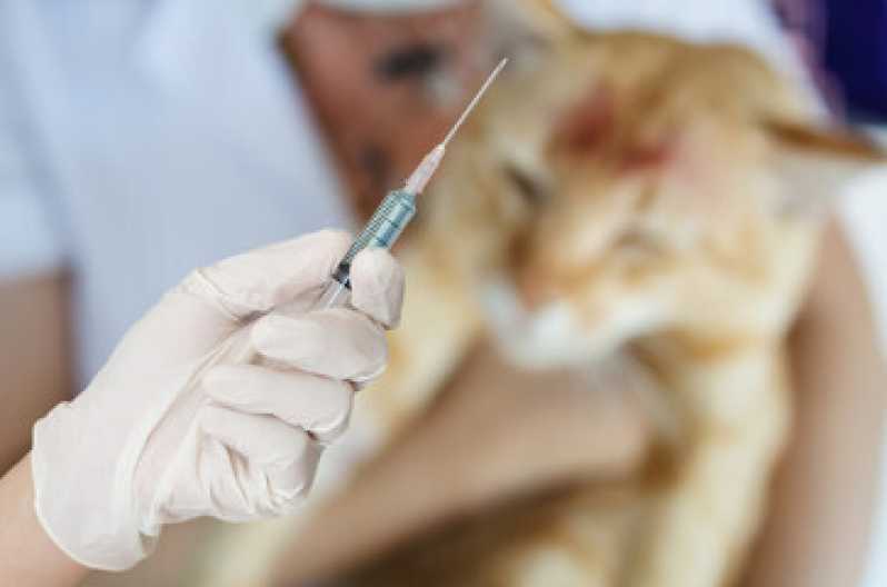 Onde Tem Vacina para Gato Filhote Vila Santa Delfina - Vacina para Gato Barra Funda