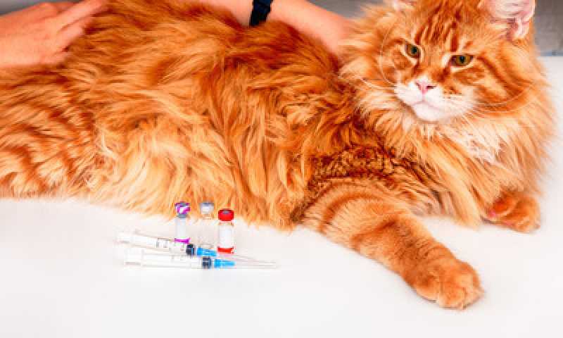 Onde Tem Vacina para Raiva Gato Bixiga - Vacina de Gato V5