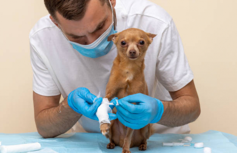 Ortopedia para Animais Consulta São Paulo - Nefrologia Veterinaria