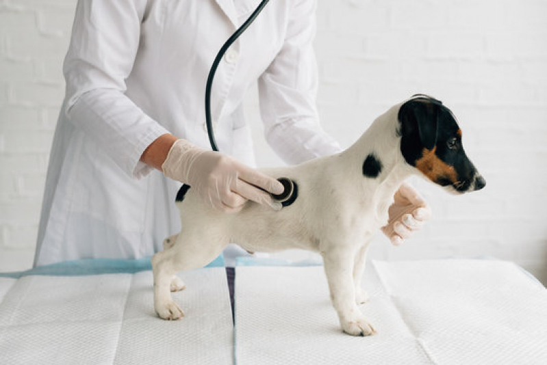 Ozonioterapia Cachorros Tratamento Bixiga - Ozonioterapia Veterinário