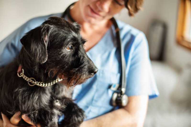 Ozonioterapia em Cachorro Valor Vila União - Ozonioterapia em Cães