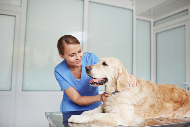 Ozonioterapia em Cachorros Procedimento Cerqueira Cezar - Ozonioterapia em Cães Castrados