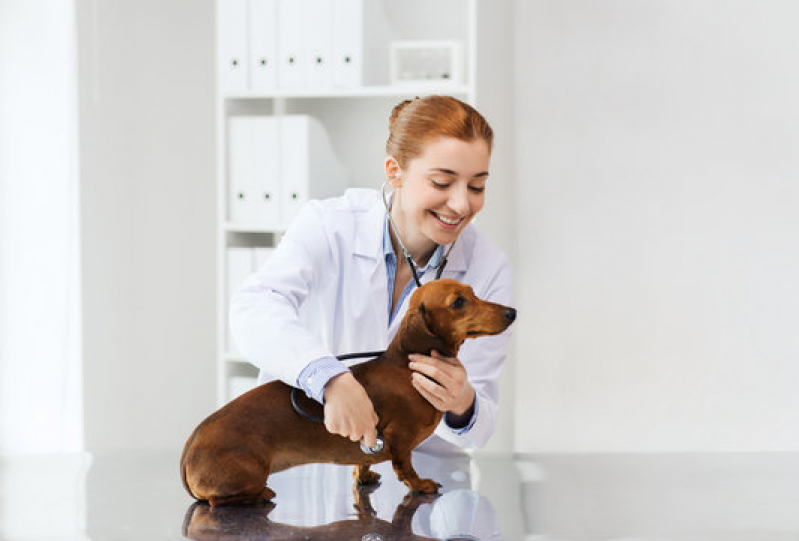 Ozonioterapia em Cachorros Tratamento Santana - Ozonioterapia em Gata
