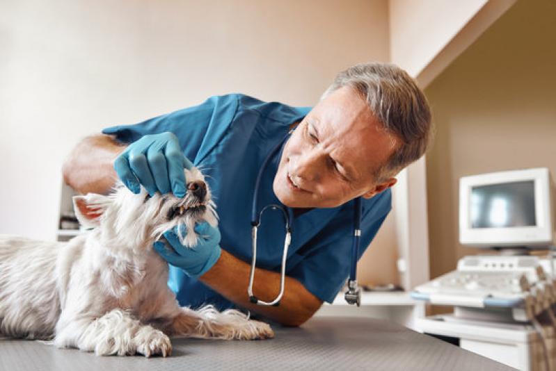 Ozonioterapia Medicina Veterinária Vila Chalot - Ozonioterapia em Cães Castrados