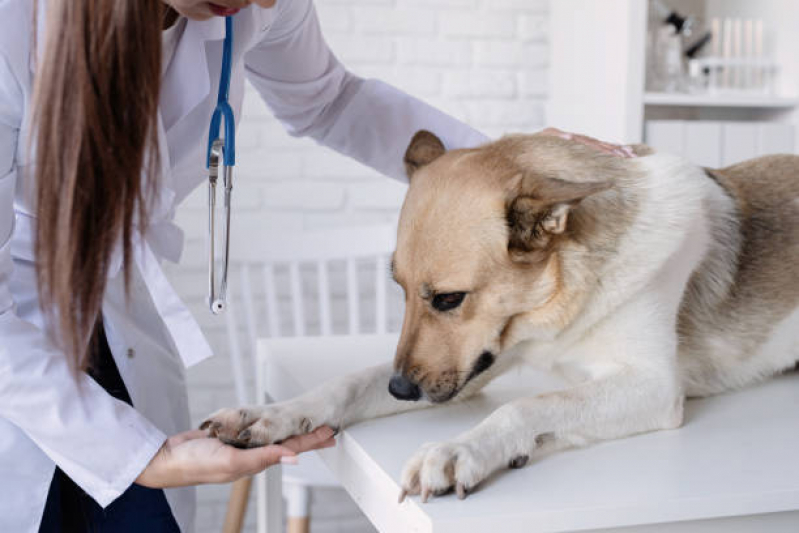 Ozonioterapia para Animais Valor Vila Júlio César - Ozonioterapia em Cães