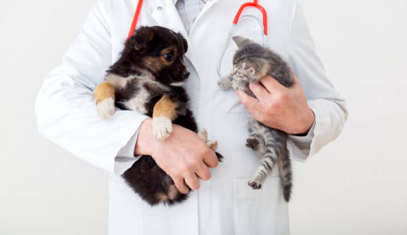 Ozonioterapia para Cães Valor Butantã - Ozonioterapia em Gatos