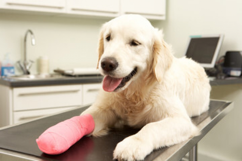 Preço de Castração Canina Pompeia - Cirurgia para Cachorro