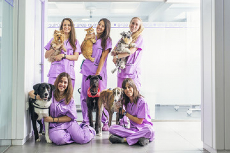 Preço de Castração de Gata Fêmea Vila Santa Delfina - Cirurgia para Cachorro