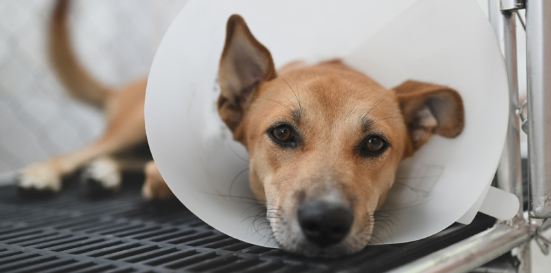 Preço de Castração em Cachorro Macho Barra Funda - Cirurgia para Retirada de Tumor em Gatos