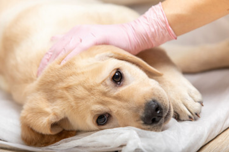 Preço de Cirurgia para Cachorro Higienópolis - Cirurgia de Castração de Cachorro