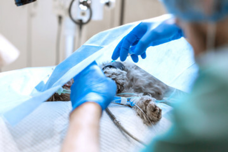 Preço de Cirurgia para Gatos Jaguaré - Castração em Cachorro Macho