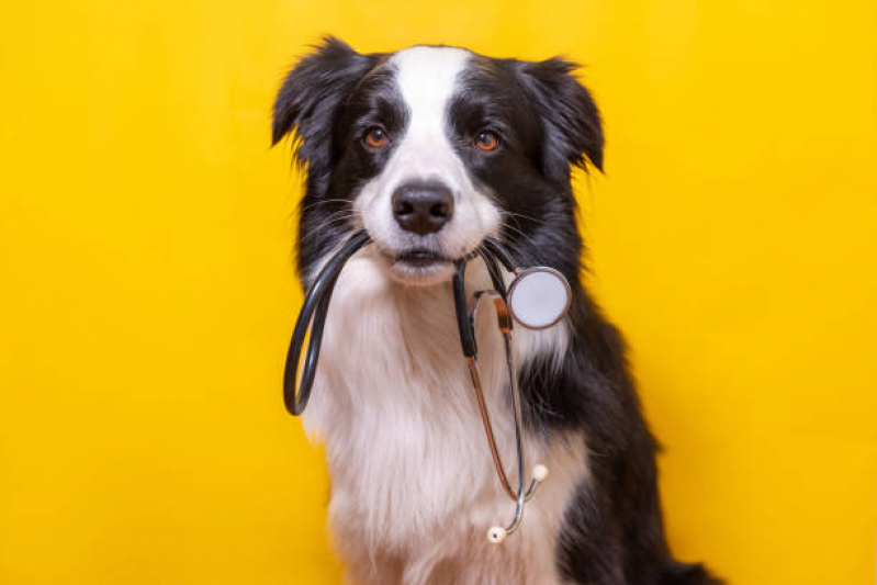 Clínicas Veterinárias Clínicas Veterinárias