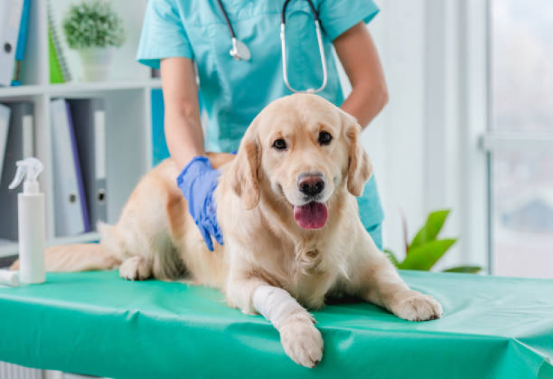 Veterinário para Cachorros Veterinário para Cachorros