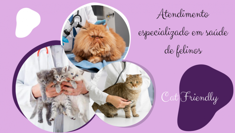 Telefone de Clínica Veterinária Cães e Gatos Butantã - Clínica Veterinária de Animais Exóticos e Silvestres