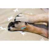 acupuntura cachorro preço Parque Vila Lobos