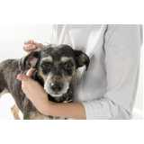 acupuntura em cachorros preço Vila Romana