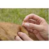 acupuntura em cães e gatos preço Parque Itaberaba