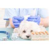 acupuntura em cães preço Água Branca