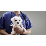 agendamento com hospital veterinário para gatos e cachorros Barra Funda