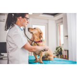 agendamento de consulta veterinaria a domicílio Freguesia do Ó