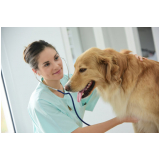 agendamento de ecocardiograma em cachorro Bom Retiro