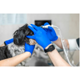 agendamento de ultrassom abdominal cachorro Vila Cruz das Almas