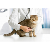 agendamento em clínica cães e gatos Pinheiros