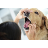 agendamento em clínica pet para cachorro Santa Cruz