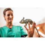 agendamento em clínica veterinária animais silvestres Casa Verde