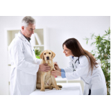 agendamento em clínica veterinária cães e gatos Parque Industrial Tomas Edson
