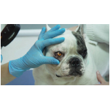 agendamento em clínica veterinária oftalmologia Vila Lório