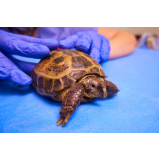 agendamento em clínica veterinária para animais exóticos Lapa