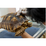 agendamento em veterinario para animais exóticos Pinheiros