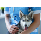aplicação de vacina cachorro filhote Luz