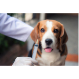 aplicação de vacina contra raiva em cachorro Sítio Morro Grande