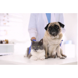 aplicação de vacina contra raiva para cachorros Cerqueira Cezar