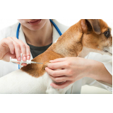 aplicação de vacina da raiva para cachorros Ibirapuera