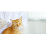 aplicação de vacina de raiva gatos Santa Cecília