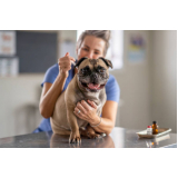 aplicação de vacina filhote cachorro Vila Cavaton