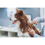 aplicação de vacina importada para cachorro Santa Cecília