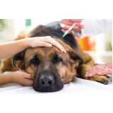 aplicação de vacina para filhotes de cachorro Bom Retiro
