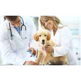 aplicação de vacina polivalente cachorro Vila Iório