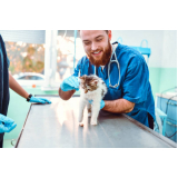 aplicação de vacina raiva gato Freguesia do Ó