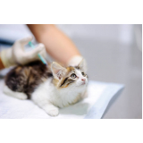aplicação de vacinas em gatos Vila Picinin
