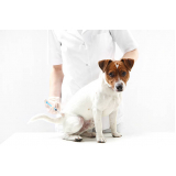 aplicação de vacinas para cachorros filhotes Santa Cecília