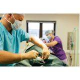 castração cirurgia marcar Vila Santa Delfina