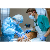 cirurgia cachorro agendar Vila Romana